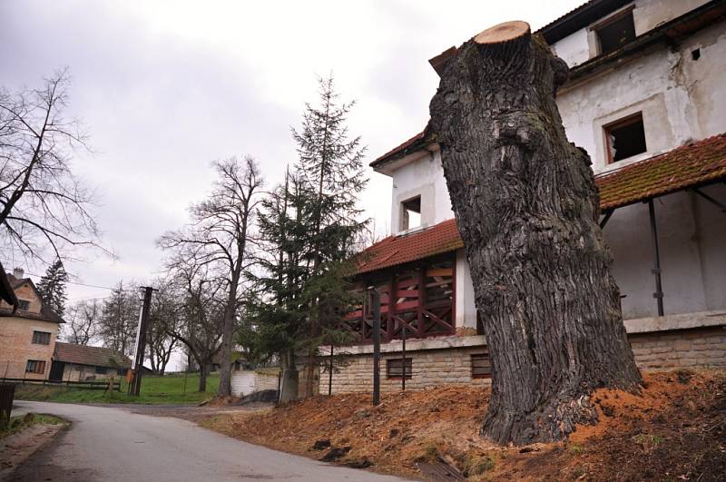 Památný dub na Jehličné v Krhové u Valašského Meziříčí musel být kvůli špatné kondici pokácen.