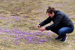 Rozkvetlý Šafrán bělokvětý  (crocus olbiflorus) v Lačnově.