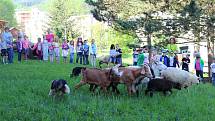 Děti ze Základní školy Rokytnice a dalších škol ve Vsetíně si ve čtvrtek 18. května užívaly na zahradě rokytnické školy Farmářského dne.