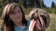 Ochránci zvířat ježky přes zimu vykrmili a na jaře vypustili do volné přírody poblíž osady Pulčín. 