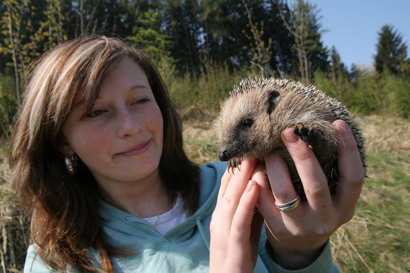 Ochránci zvířat ježky přes zimu vykrmili a na jaře vypustili do volné přírody poblíž osady Pulčín. 