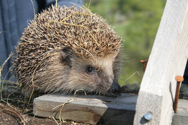 Ochránci zvířat ježky přes zimu vykrmili a na jaře vypustili do volné přírody poblíž osady Pulčín. 