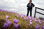 Rozkvetlý Šafrán bělokvětý  (crocus olbiflorus) v Lačnově.