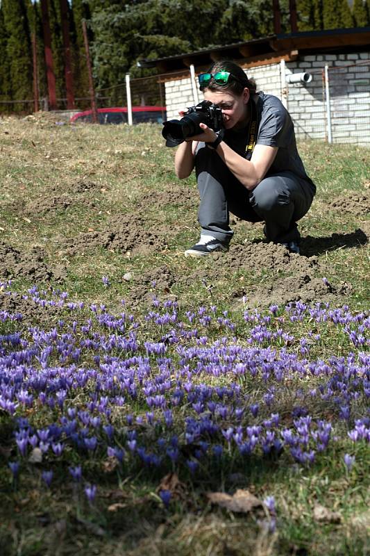 Kvetoucí kriticky ohrožený šafrán bělokvětý v Lačnově na Hornolidečsku.