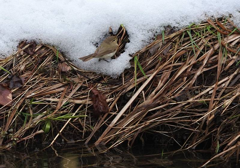 Sníh na Valašsku v půli dubna překvapil ptáky