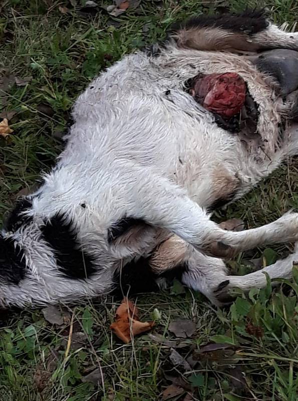 V úterý 9. října 2018 navštívil medvěd místní část Vsetína - Červenku. Z dvanácti koz dvě roztrhal, šest majitelé nenašli.