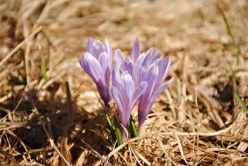 Kvetoucí kriticky ohrožený šafrán bělokvětý na Vsetínsku a Valašskokloboucku.