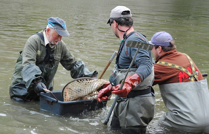 Rybáři ve Valašském Meziříčí v sobotu 5. května 2018 při záchranném přesunu ryb v Rožnovské Bečvě.