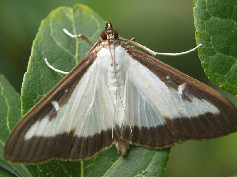 Zavíječ zimostrázový (Cydalima perspectalis). 