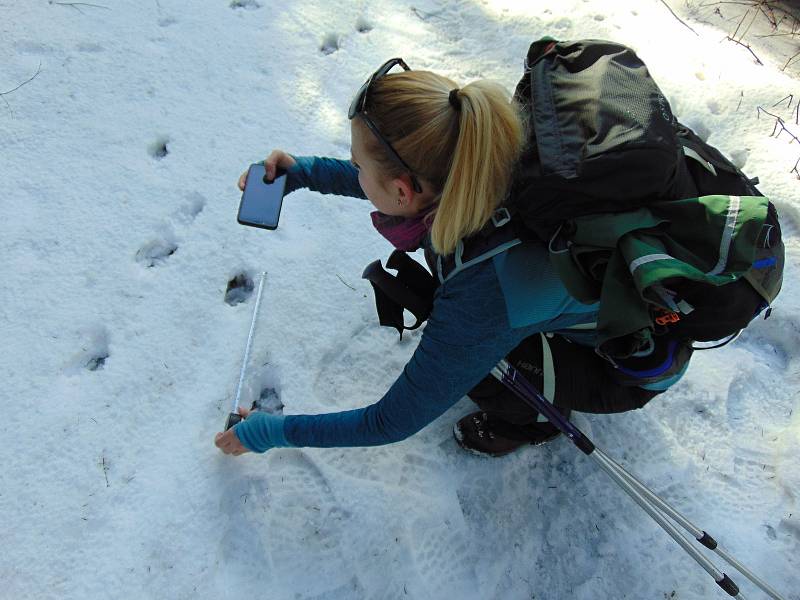 Ochránkyně přírody dokumentuje v terénu stopy při letošním mapování velkých šelem v Beskydech; únor 2020