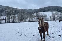 Koně v údolí Léskové