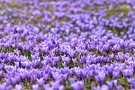 Rozkvetlý Šafrán bělokvětý  (crocus olbiflorus) v Lačnově.