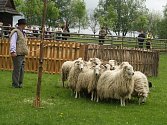 V sobotu se ve Valašské dědině konal Velký redyk. Bača s pasteveckým psem vyhnali stádo ovcí na pastvu.