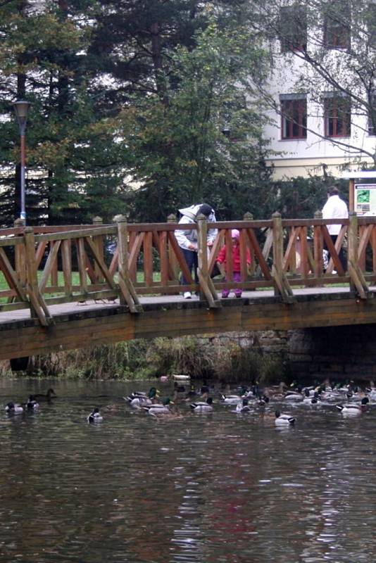 Kachny chodívají do parku krmit hlavně důchodci a maminky s dětmi.