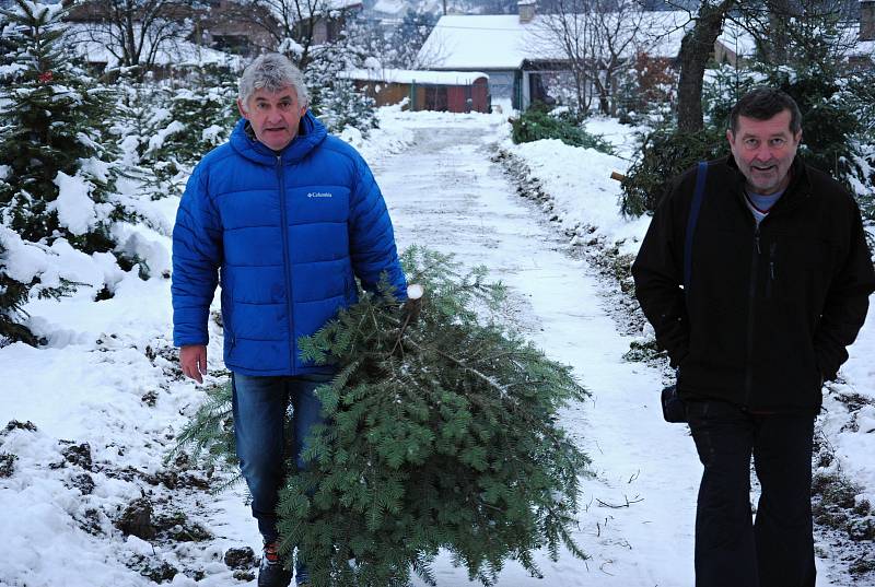 Pracovníci společnosti Městské lesy a zeleň ve Valašském Meziříčí zahájili v pondělí 4. prosince 2017 na plantáži v Podlesí prodej vánočních stromků.