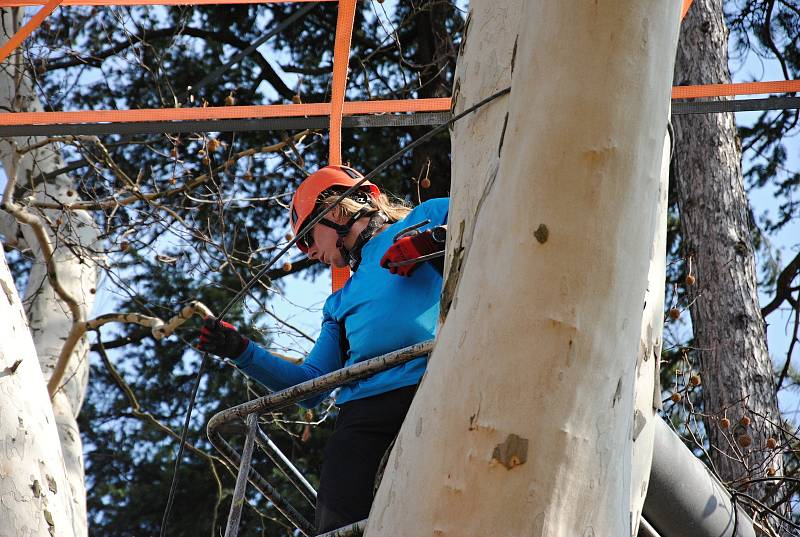 Arboristé zpevňují korunu asi sto třicet let starého platanu javorolistého v meziříčském parku Botanika; úterý 2. dubna 2019