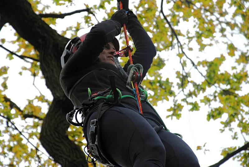 Halina Lisztwan z třinecké radnice zkouší v pátek 17. května 2019 v zámeckém parku v Lešné u Valašského Meziříčí pod vedením zkušených arboristů horolezecké vybavení a výstup do koruny stromu.