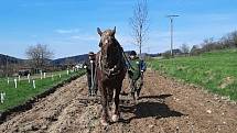 Žáci druhé třídy základní školy ve Francově Lhotě seli počátkem května obilí na poli rodičů kardinála Štěpána Trochty.