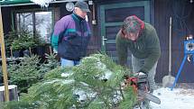 Pracovníci společnosti Městské lesy a zeleň ve Valašském Meziříčí zahájili v pondělí 4. prosince 2017 na plantáži v Podlesí prodej vánočních stromků.
