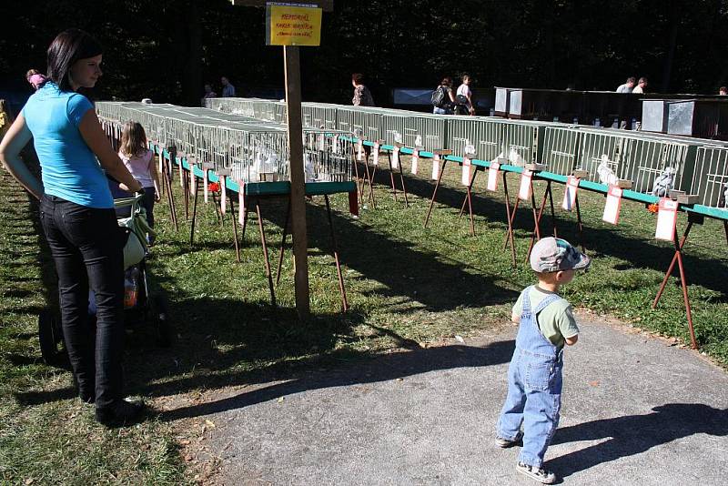 Návštěvníci okresní výstavy zhlédli králíky, drůbež i holuby.