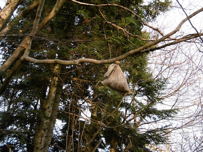 Tým expertů vytvářel od pondělí 5. listopadu 2018 pachové stopy na Karlovicku. Lákají medvěda ke kleci. Jedna ze stop je zavěšená vysoko na stromě.