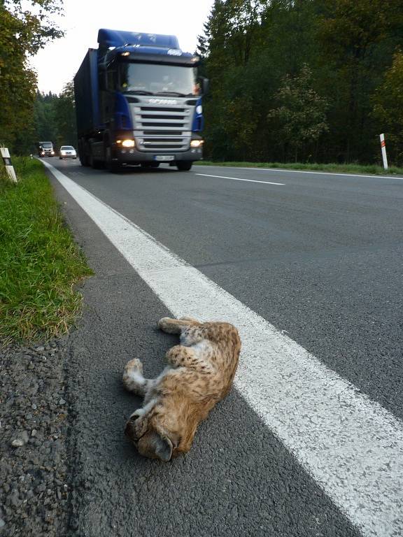 Mládě rysa ostrovida srazilo v neděli navečer auto na silnici mezi Lužnou a Lidečkem. V místě, kterému se říká Lomensko.