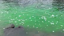 Kriminalisté kvůli otravě Bečvy kyanidy vypustili 17. listopadu 2020 do řeky fluorescein aby vodu zabarvili. Šlo o test, pomocí něhož zkoumají chování neznámé látky v toku.