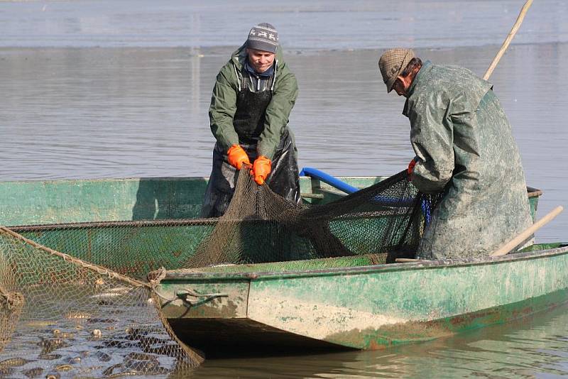 Rybáři v sobotu a neděli vylovovali rybník Choryně velká. Na čerstvé ryby se slétli lidé i racci.