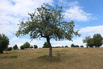 Staré ovocné stromy jsou cenným kulturním i přírodním dědictvím a do valašské krajiny patří od nepaměti.