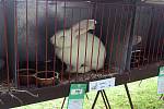 Sedmnáctá krajská soutěžní chovatelská výstava králíků, holubů a drůbeže se uskutečnila o víkendu