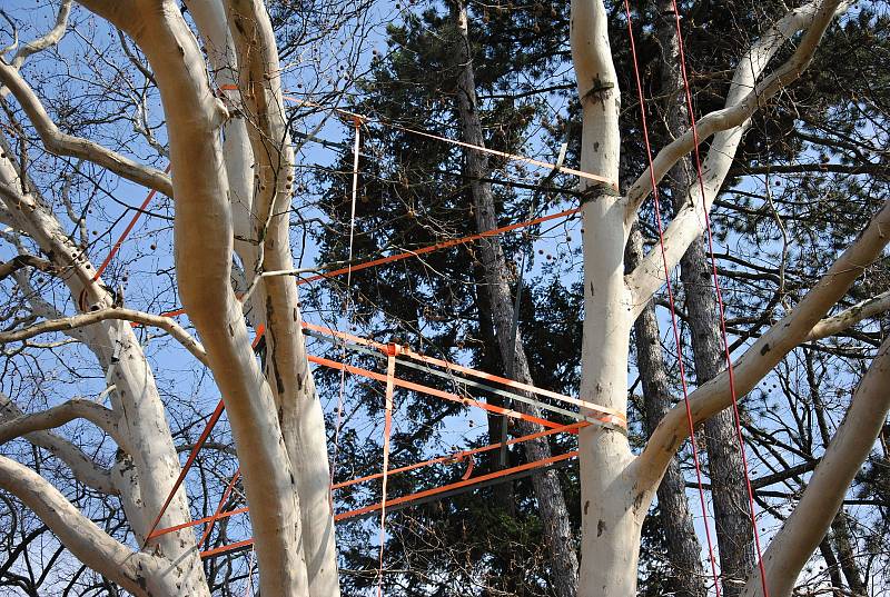 Arboristé zpevňují korunu asi sto třicet let starého platanu javorolistého v meziříčském parku Botanika; úterý 2. dubna 2019