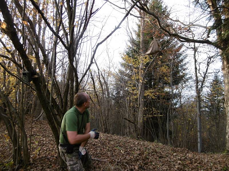 Tým expertů vytvářel od pondělí 5. listopadu 2018 pachové stopy na Karlovicku. Lákají medvěda ke kleci. Na snímku střelec Lukáš Pavlačík, který je pověřený uspáním šelmy.