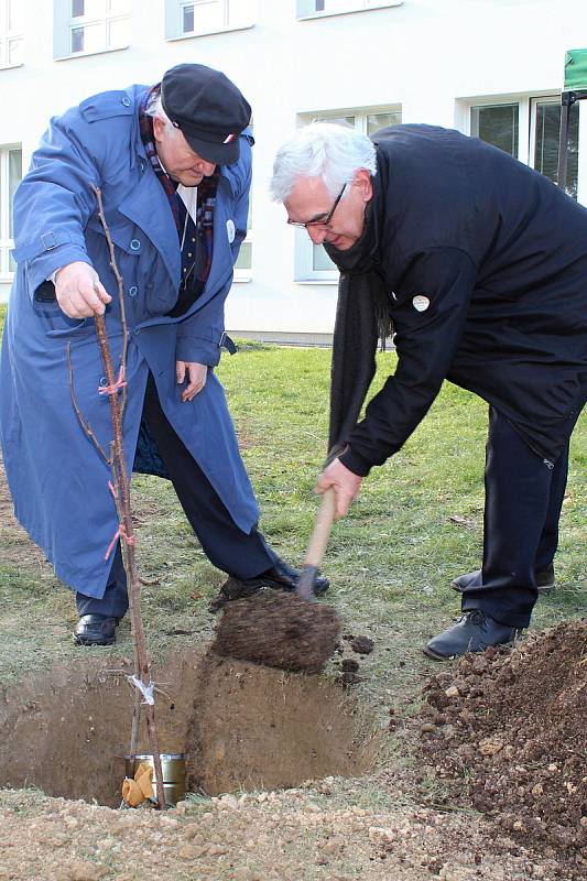 Lidickou hrušeň vysadili ve středu 28.11.2018 na zahradě ZŠ Žerotínova ve Valašském Meziříčí. Aktu se zúčastnili potomci lidických žen Antonín Nešpor a Miroslav Kaliba (vpravo).