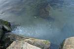 Do řeky Bečvy ve Valašském Meziříčí ve středu 2. prosince 2020 opět unikla neznámá chemikálie. Uhynulo také několik ryb.