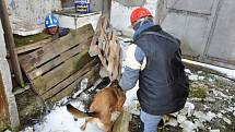 Ve Valašských Příkazech se v sobotu 10. března 2012 sešli majitelé záchranářských psů. Trénovali v rozbořené hale