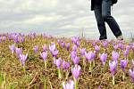 Rozkvetlý Šafrán bělokvětý  (crocus olbiflorus) v Lačnově.