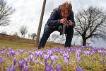 Rozkvetlý Šafrán bělokvětý  (crocus olbiflorus) v Lačnově.