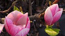 Ve Vsetíně v Panské zahradě roste magnolie