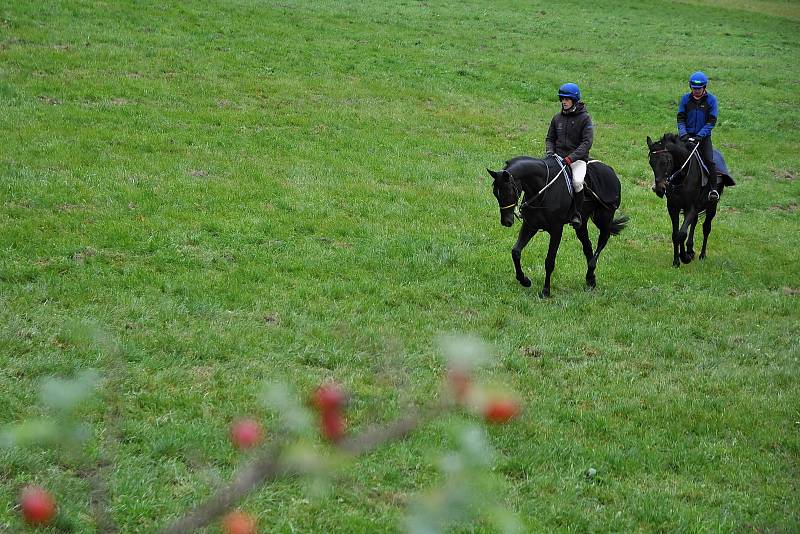 Příprava dostihových koní ve stáji Valencio ve Velkých Karlovicích; Velké Karlovice, pátek 9. října 2020