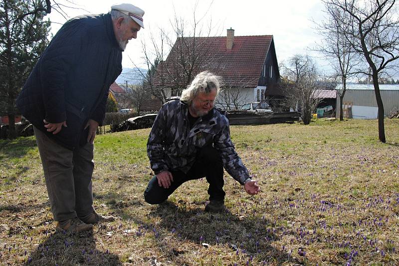 Strážci přírody a krajiny Dušan Jurek (vlevo) a Jaroslav Kalhous dohlíží na šafránové louky v Lačnově na Hornolidečsku; sobota 14. března 2020