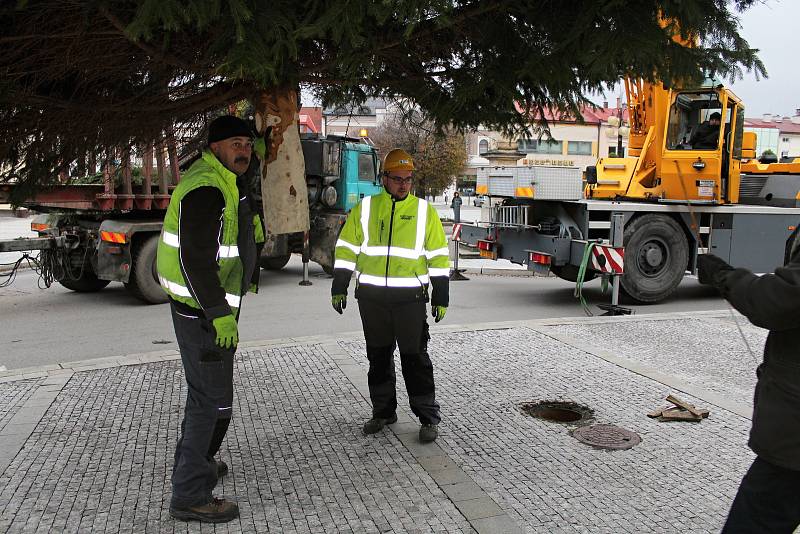 Vánoční strom pro Rožnov věnovala letos městu rodina Mrhalova. Odborníci ho uřezali ve Viganticích a převezli na náměstí v pondělí 26. listopadu 2018.