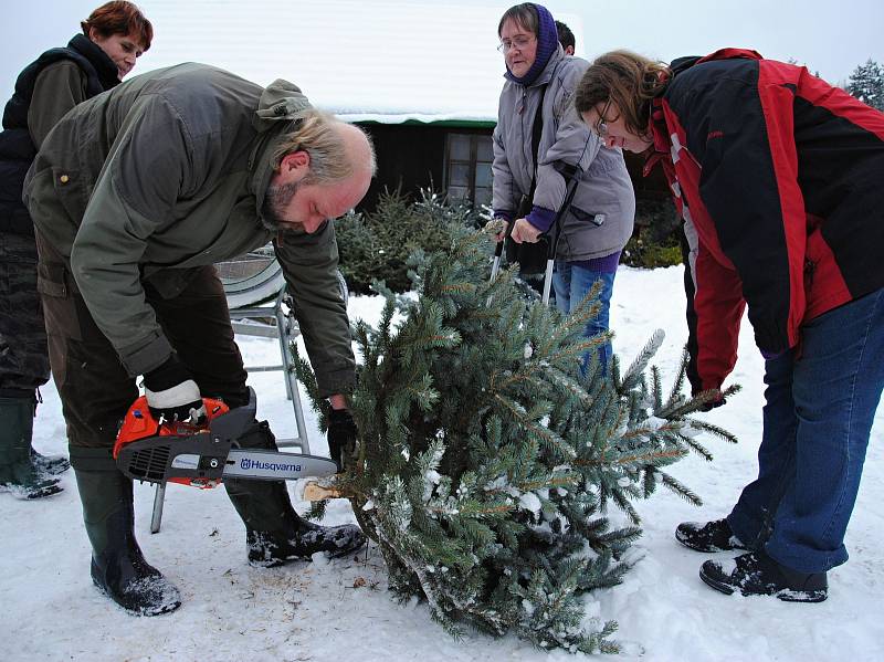 Pracovníci společnosti Městské lesy a zeleň ve Valašském Meziříčí zahájili v pondělí 4. prosince 2017 na plantáži v Podlesí prodej vánočních stromků.