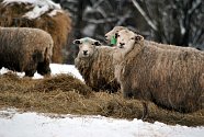 Ovce jsou celoročně venku