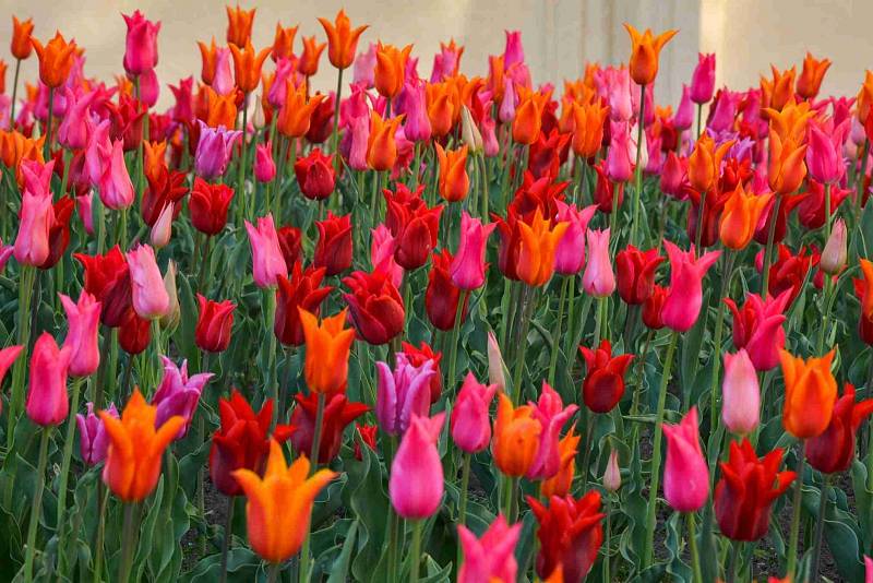 Rozkvetlé tulipány