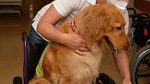 Do valašskomeziříčské nemocnice Agel se po více než roce vrátili psi, kteří poskytují pacientům důležitou canisterapii. Květen 2021, dvouletá fenka Bella a canisterapeutka Blanka Hašová.