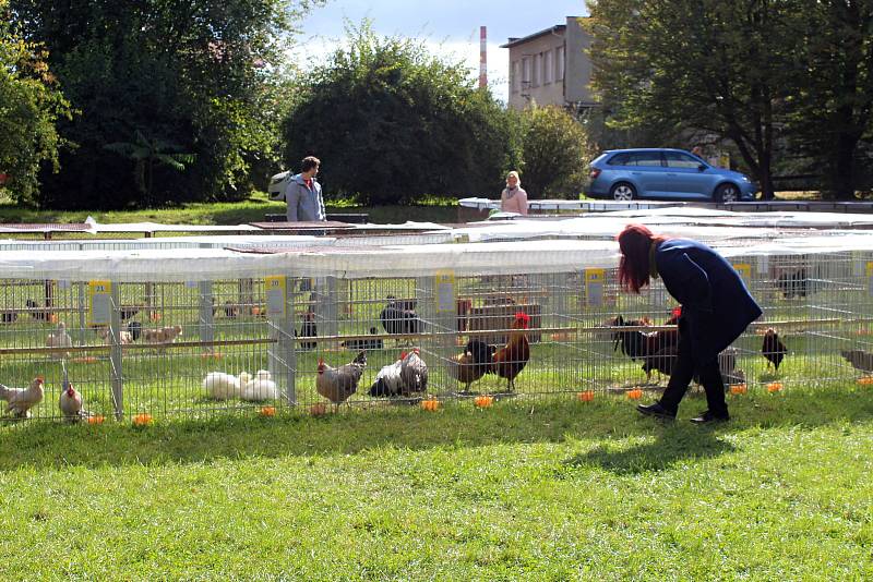 Sedmnáctá krajská soutěžní chovatelská výstava králíků, holubů a drůbeže se uskutečnila o víkendu