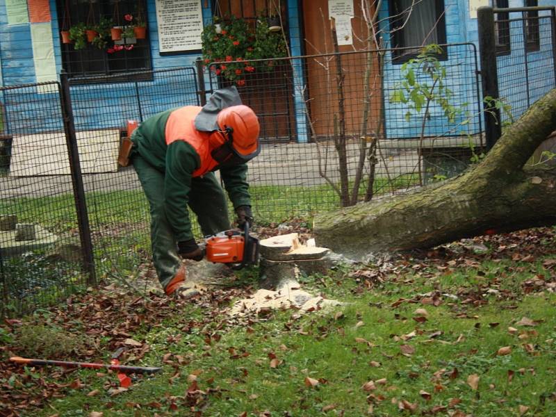 Pracovníci Technických služeb začali s kácením stromů v parku u trati ve Vsetíně. Padnout má třicítka stromů na trávnické i rybnické straně. Místo nich chtějí vysadit stromy nové.