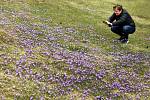 Rozkvetlý Šafrán bělokvětý  (crocus olbiflorus) v Lačnově.