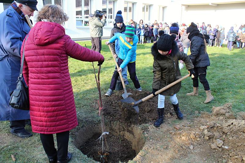 Lidickou hrušeň vysadili ve středu 28.11.2018 na zahradě ZŠ Žerotínova ve Valašském Meziříčí. Hlínu ke kořenům přihodili také žáci školy.