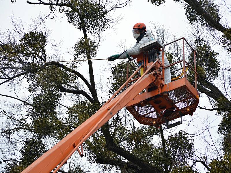 Stromy v městském parku Panská zahrada ve Vsetíně jsou napadeny jmelím. Radnice se rozhodla, že místo obvyklého ořezu vyzkouší k likvidaci tohoto parazita speciální postřik.